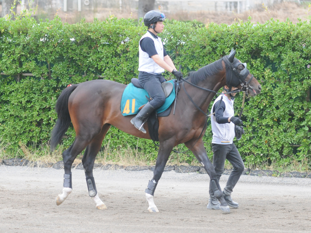 半姉はマイルGI・3勝のソングライン ガードオブオナーが日曜福島で初陣/関東馬メイクデビュー情報