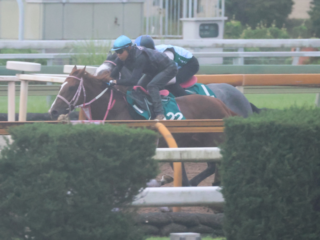 二冠牝馬チェルヴィニアの半弟チェルヴァーラ 松下師「誰が見てもいい馬」/関西馬メイクデビュー情報