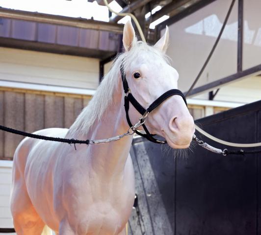 【2歳新馬戦】マルガの白毛アイドルロードは姉ソダシと同じ「7・12　函館・芝1800メートル」から始まる!「アイドル同士(笑)」武豊騎手が白星導く