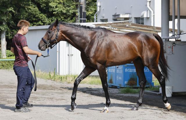 【七夕賞】前走2年1か月ぶりVのシルトホルンが連勝狙う　新開調教師「脚質に幅が出た」
