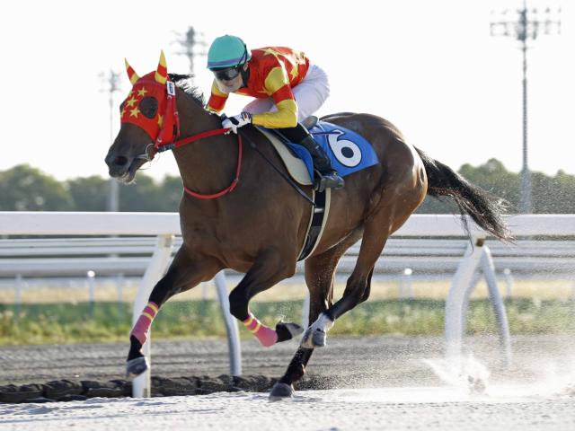 バレンタインケーキが連勝 コスモス賞の優先出走権獲得