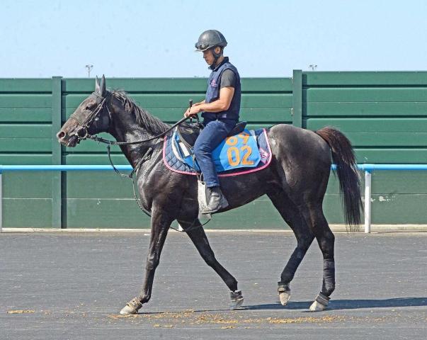 【巴賞】コントラポスト　凄くリラックス　陣営「美浦より涼しいのもいいかもしれません」