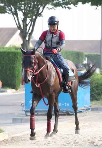 【七夕賞】“夏男”リフレーミングが坂路を軽快　藤野調教師「夏になって元気になっている」