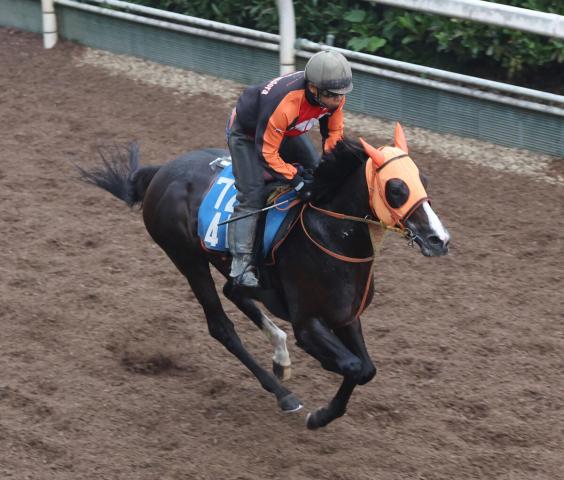 【七夕賞】セブンマジシャンはハンデ54キロも魅力　高野調教師「小回りの方が紛れがあるし軽ハンデ」