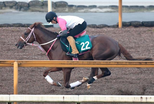 【POG】2冠牝馬チェルヴィニアの弟、今週初陣のチェルヴァーラはCWコースで軽快　松下調教師「動きはよかった」