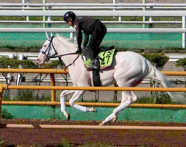 【2歳新馬戦】ソダシの妹マルガがWコースで最終デモ　須貝調教師「今回はドキドキしちゃう(笑)」12日デビュー