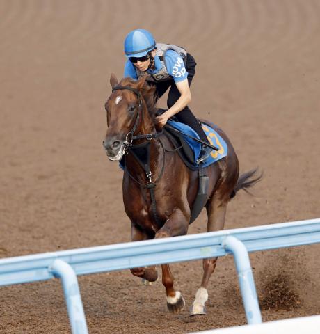 【七夕賞】コスモフリーゲンが加速ラップで重賞初挑戦Vへ抜かりなし　柴田大知騎手「万全で迎えられる」