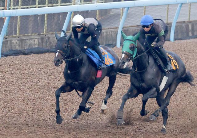 【七夕賞】連勝狙うシルトホルンは指揮官も出来に手応え　新開調教師「いい状態で出られる」