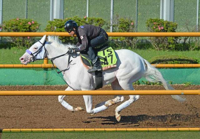 【函館新馬戦】姉ソダシに続け!白毛マルガ万全追い　須貝師は自信「ドキドキするよ」