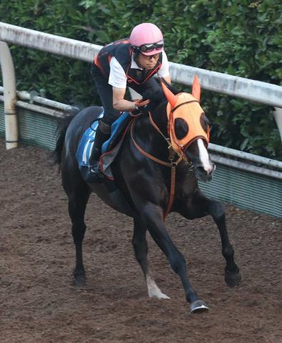【七夕賞】格上挑戦セブンマジシャン　坂路4F55秒1も高野師手応え「順調に来た」