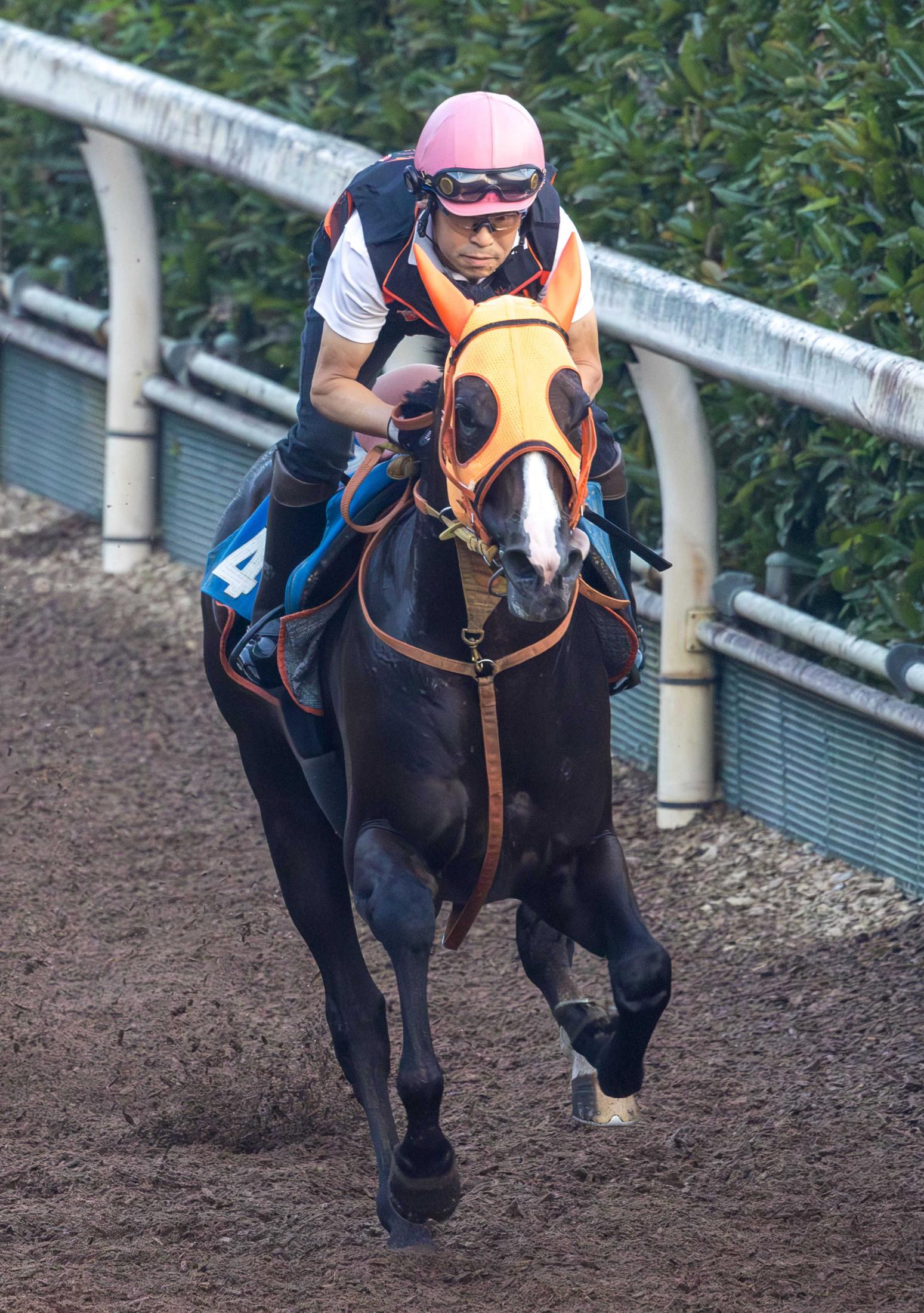 【七夕賞】セブンマジシャン　重賞初制覇へ軽快リハ！格上挑戦も高野師「安定感がある」と不安なし