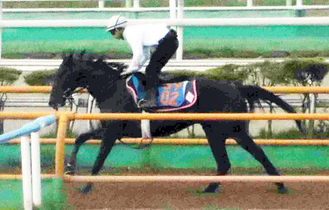 【巴賞】オープン初V目指すコントラポストはWコースで落ち着きある走り　横山和生騎手「雰囲気は申し分ない」