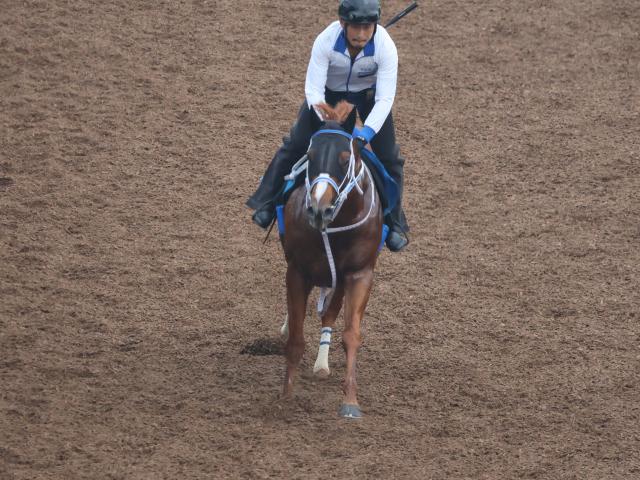 【有力馬動向】実際の数字以上の伸び脚 セラフィックコールは馬体の雰囲気も良好/馬三郎のつぶやき