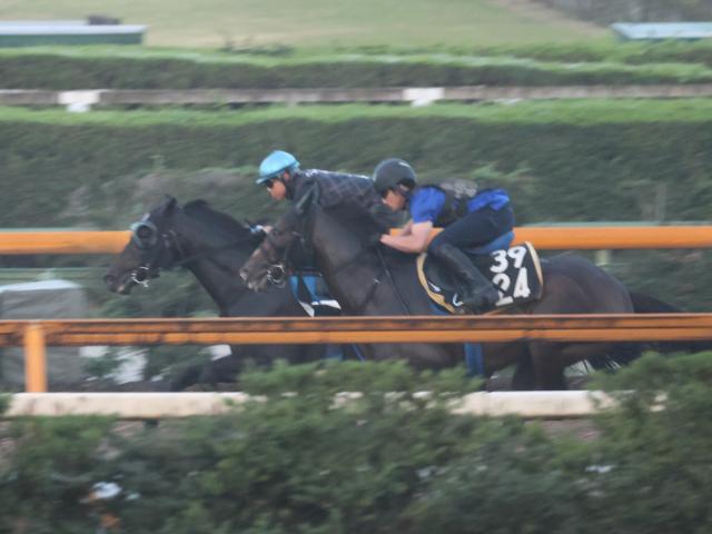 ディープモンスター、小倉記念1週前追い切り速報/栗東トレセンニュース