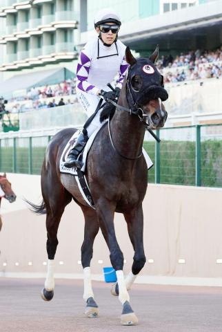 【古馬・注目馬動向】ペプチドナイルはG1・2勝目へ南部杯を目標に
