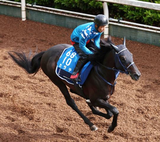 【注目馬動向】2021年から3年連続重賞制覇の9歳馬カラテが現役引退　小田切光オーナーがXで発表