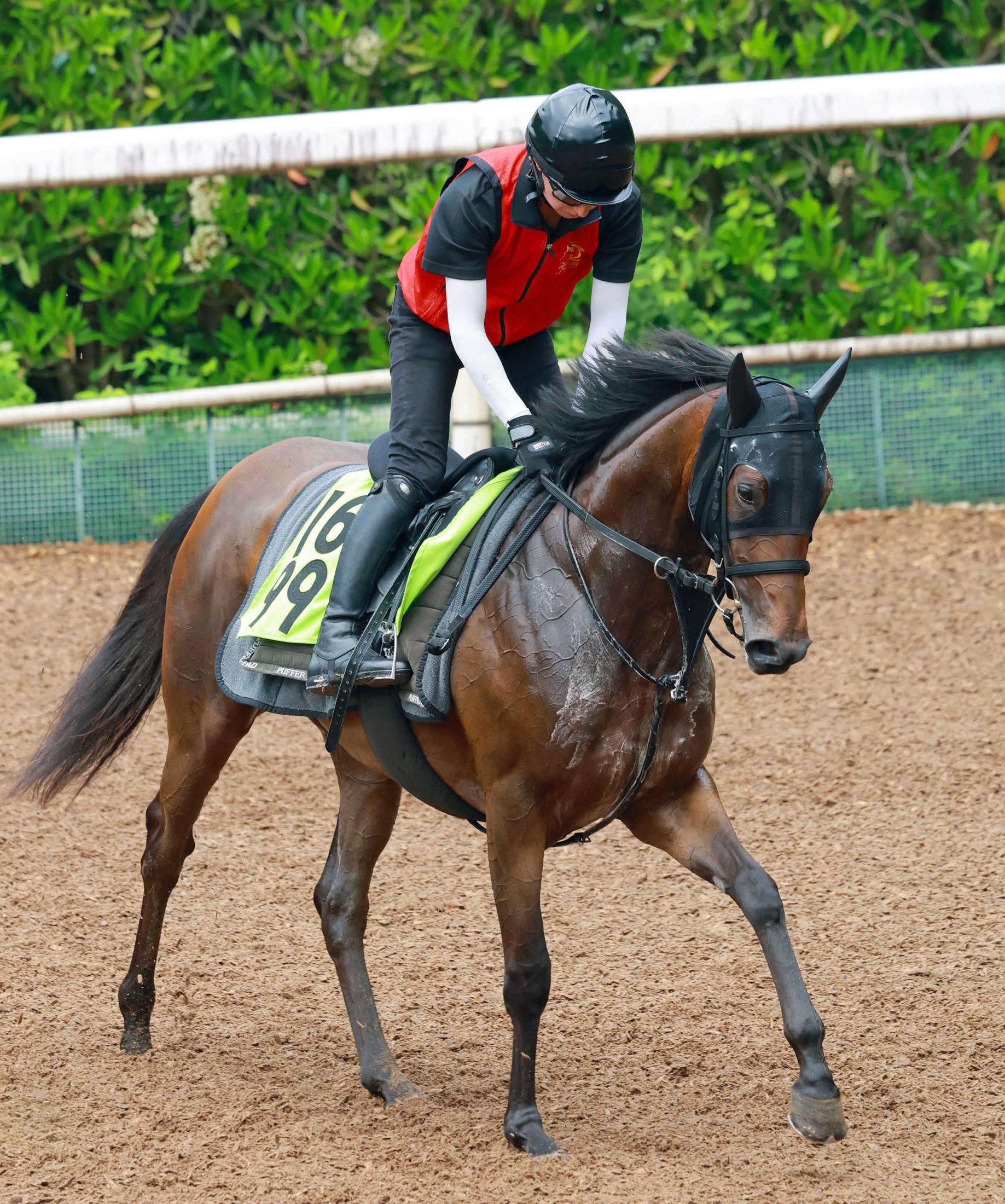 【新馬戦】ミッキーマーメイド　素質十分！姉・エリカエクスプレスの背を追いアクセル全開　福永師「将来性を感じる」