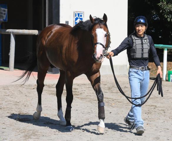 個性的ルックスのケンシンコウが現役引退　小西調教師「種牡馬入りを目指しています」