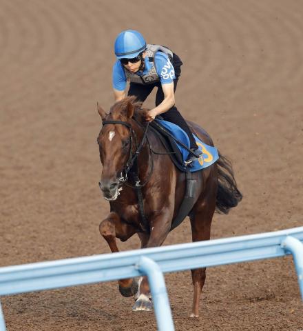【七夕賞】充実一途コスモフリーゲンは坂路を力強く駆け上がる　畠山調教師「精神面に成長が見られる」
