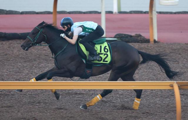 【POG】橋口厩舎で素質馬が続々と初陣予定　来週の小倉デビューのリアライズルミナスは「期待通りの動きです」