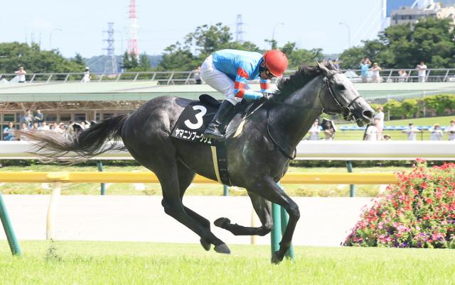 【注目馬動向】前走で古馬相手に格上挑戦完勝のヤマニンブークリエは菊花賞路線　セントライト記念での始動を視野