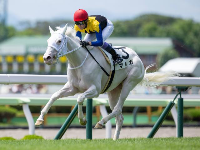 【函館5R新馬戦結果】ソダシの妹、白毛のマルガが武豊騎手とのコンビでレコード勝ち！