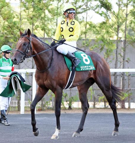 【七夕賞】トップハンデ58・5キロのシリウスコルトは“いつもの感じ”も8着　古川吉洋騎手「結果的にハンデ差が」