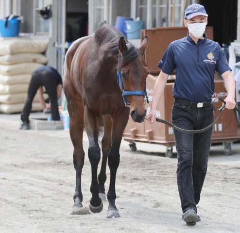 【注目馬動向】フォーエバーヤングの半妹ブラウンラチェットは紫苑Sから始動　昨年のアルテミスSを制覇