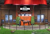 セレクトセールで落札された上場番号45番「モシーンの2024」（C）Japan　Racing　Horse　Association