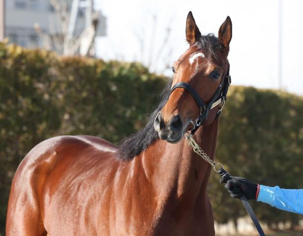 【小倉記念・ヤマタケの特注馬】最終週でも狙いたいのは前の馬　鞍上も魅力のナムラエイハブの押し切りに期待