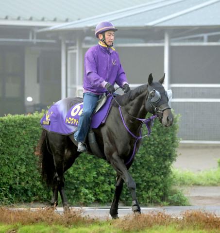 【注目馬動向】安田記念17着のトロヴァトーレは初のダート挑戦となるエルムSへ