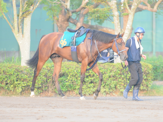 叔母にGI・4勝のラッキーライラック 日曜福島で初陣迎えるポルフュロゲネトス/関東馬メイクデビュー情報