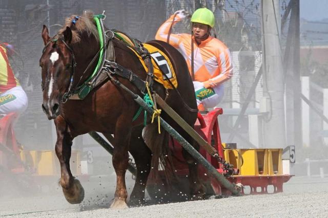 【ばんえい競馬】渡来心路騎手　通算1000勝達成　史上30人目　現役10人目「積み重ねてきた結果」