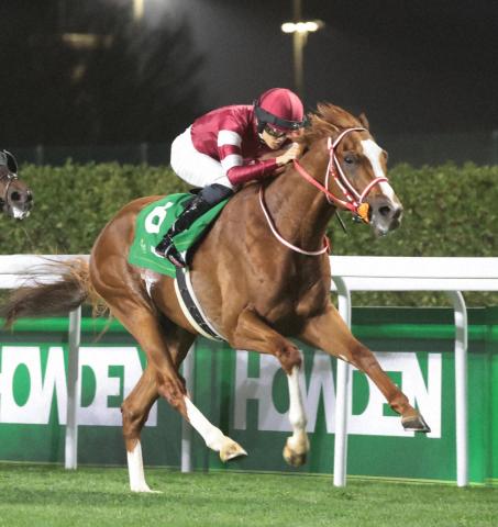 シンエンペラー　今年も凱旋門賞挑戦へ!　9・16愛チャンピオンSで指導、鞍上は坂井