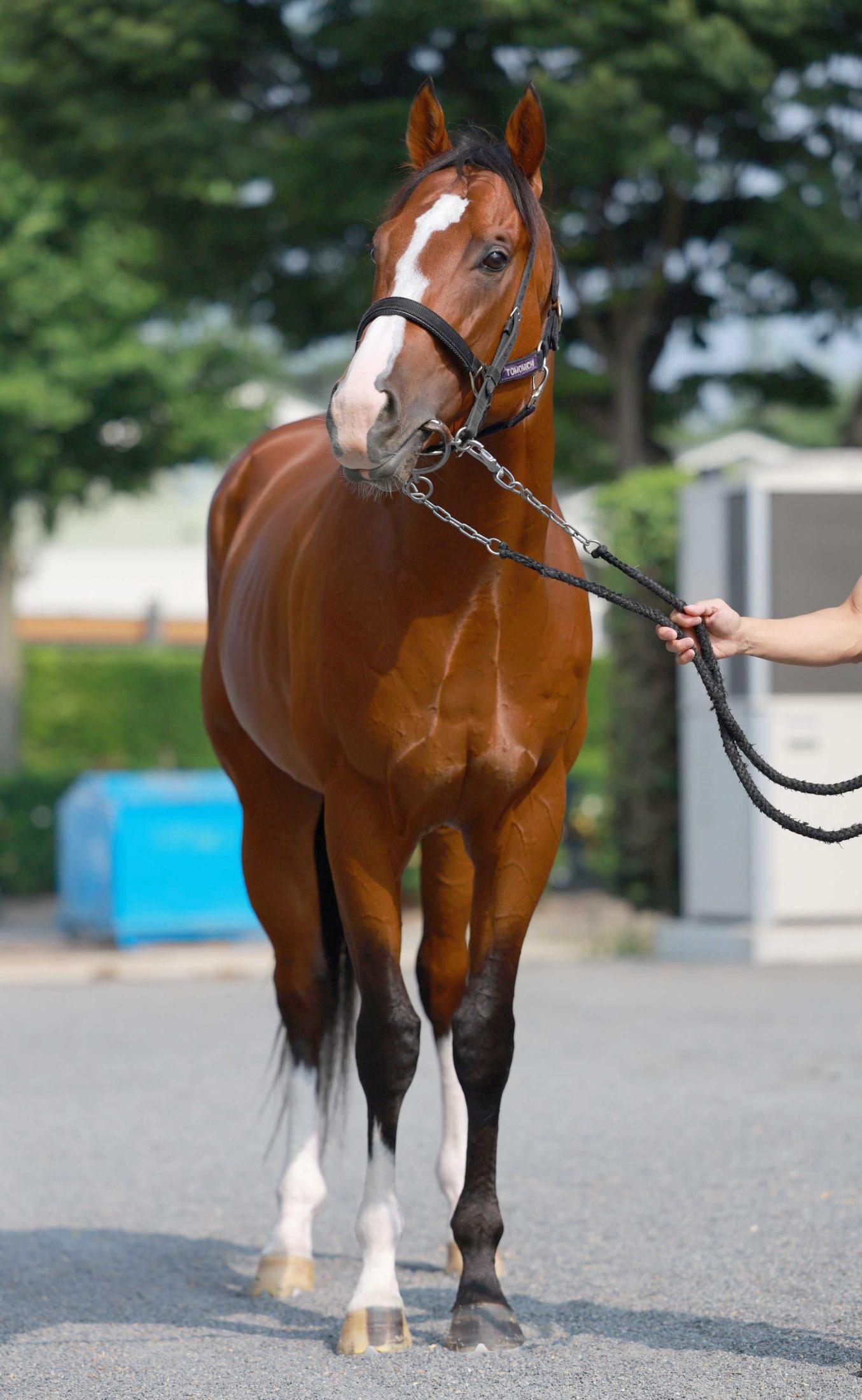 【小倉記念】メリオーレム初重賞Ｖだ　近１０年３勝＆目下２連覇中の川田が騎乗