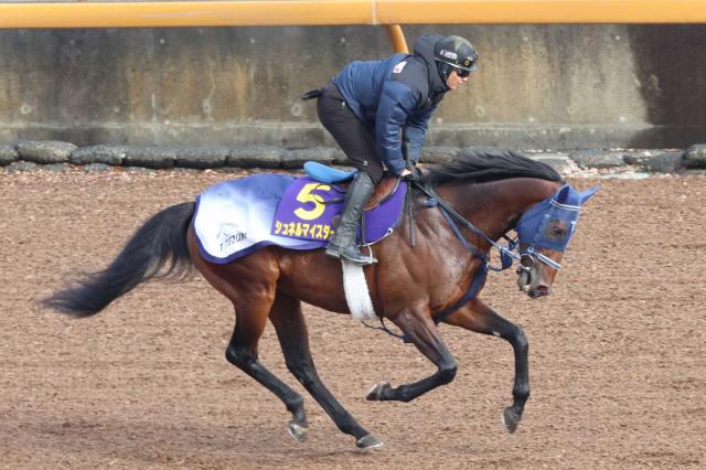 【セレクトセール2025】新種牡馬シュネルマイスターの牝馬が3500万円で落札　21年NHKマイルC覇者