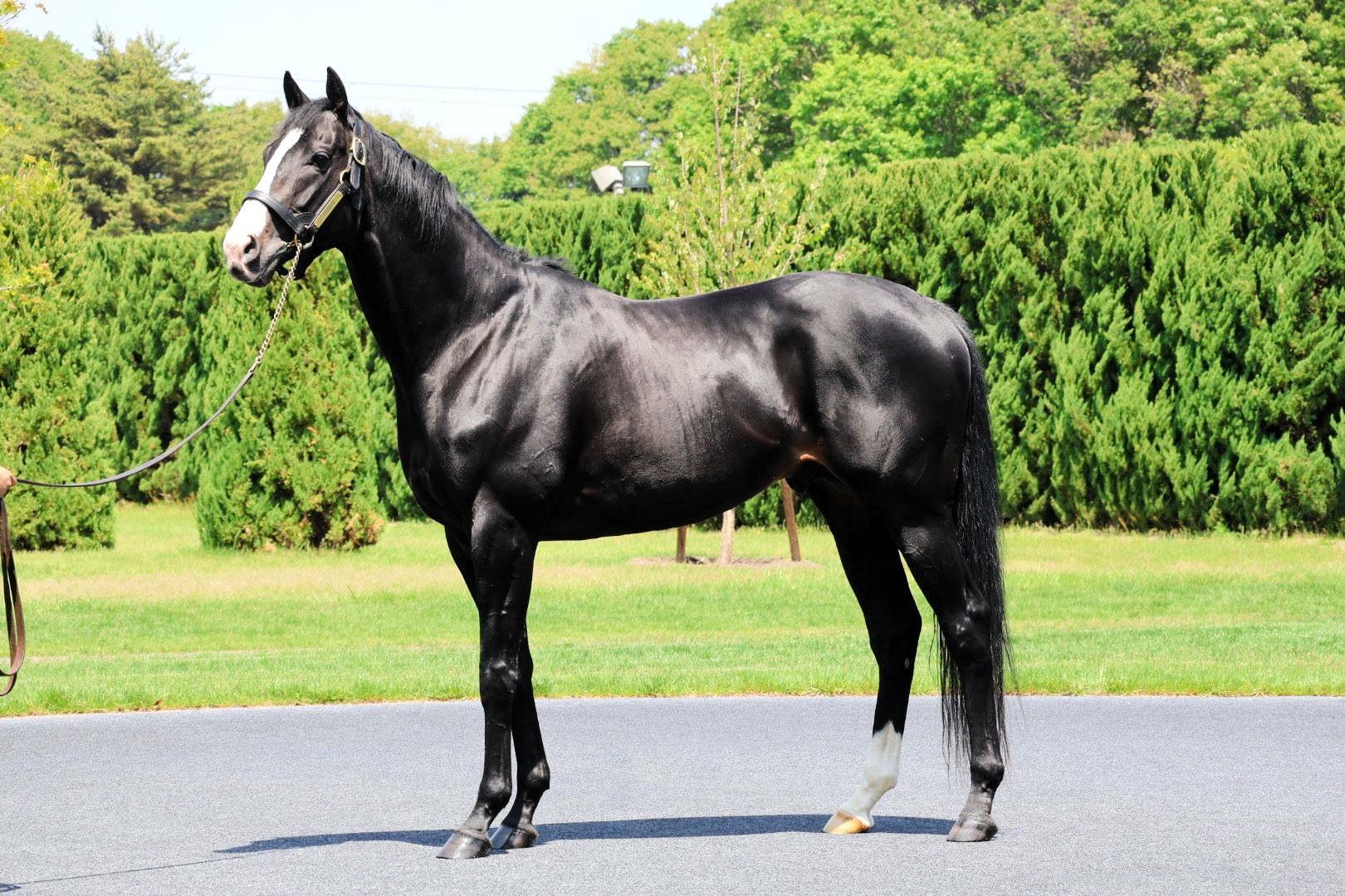 【セレクトセール２５】注目のイクイノックス産駒は２頭続けて２億円台　母は米Ｇ１馬　カレドニアロード２５