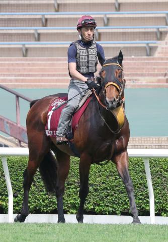 サトノレーヴの次走はスプリンターズSで昨年のリベンジへ　来春は今年と同じローテも視野