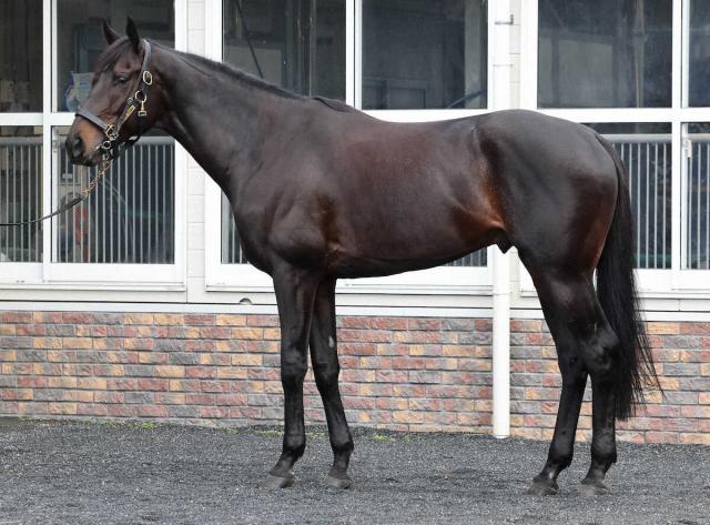 引退した9歳馬カラテは東京競馬場で乗馬になる予定　重賞3勝　15日付でJRA競走馬登録抹消