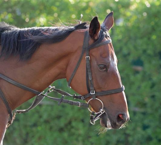 【注目馬動向】七夕賞3着のオニャンコポンは現役続行　小島調教師「走ってくれてよかった」