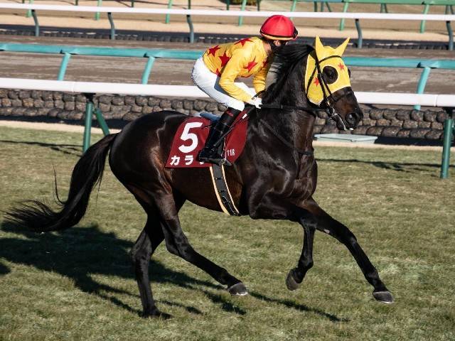 芝重賞3勝のカラテが登録抹消 今後は東京競馬場で乗馬になる予定