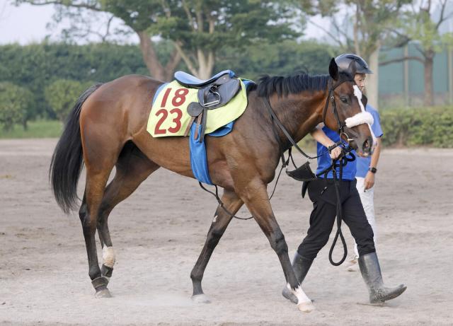 【注目馬動向】コントレイル産駒として初Vのルージュボヤージュは新潟2歳SかアルテミスSが次走の候補に