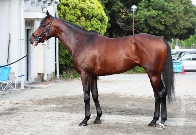 24年ダービー卿CT覇者パラレルヴィジョンが地方移籍へ　16日付でJRA競走馬登録抹消