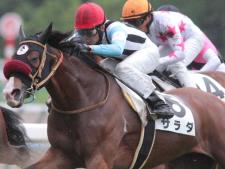3歳以上1勝クラスに出走予定のサラダ(今年5月撮影、ユーザー提供：このうかさん)