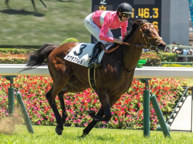 【湯浜特別】半兄は重賞2勝のサクラトゥジュール サクラファレルが連勝なるか