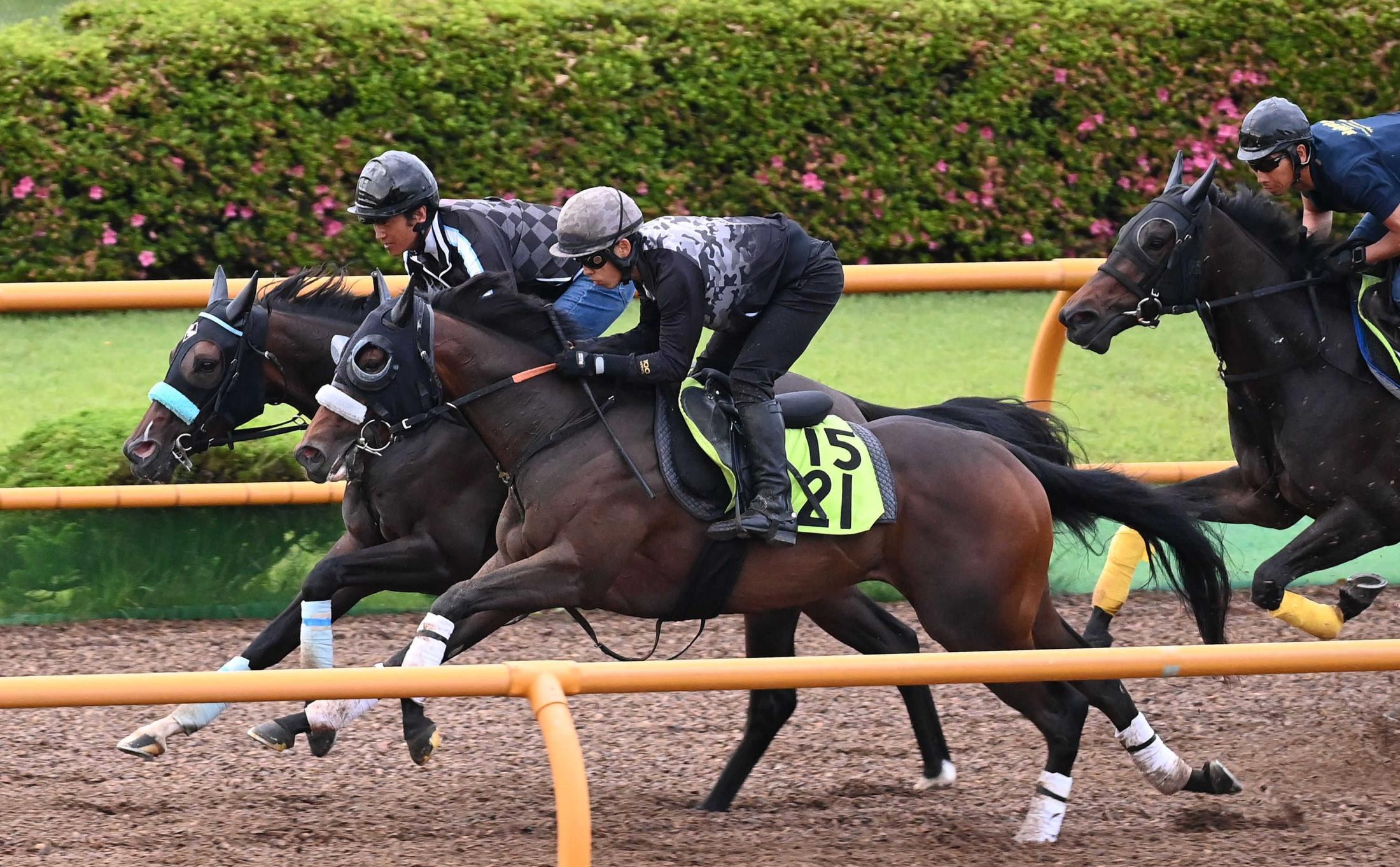 【函館２歳Ｓ】カイショー　追い切りで快速披露「スピードの乗りがすごくいい」世代最初の重賞タイトルへ