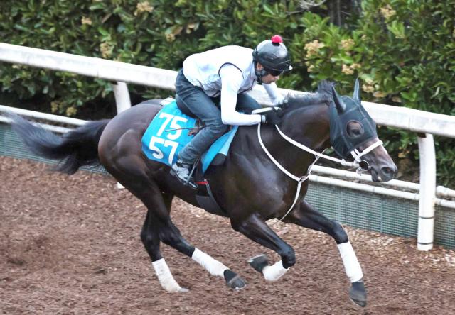 【小倉記念】芝4戦目ハピ、重賞初Vへ活気十分　浦和記念と平安S制した半弟アウトレンジに負けん!