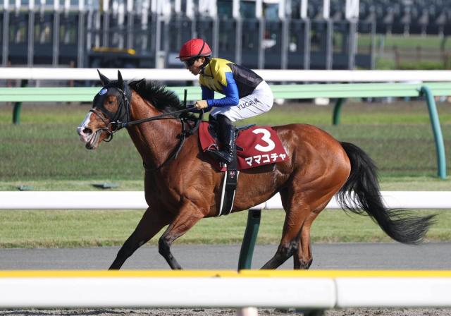 【注目馬動向】ママコチャはセントウルSあたりで始動から2年ぶり勝利を狙うスプリンターズSへ