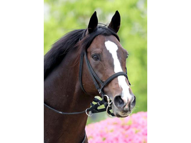 【注目馬動向】ソウルラッシュは秋にBCマイル、マイルCSを目指す2パターンを想定　その後は香港マイルを視野