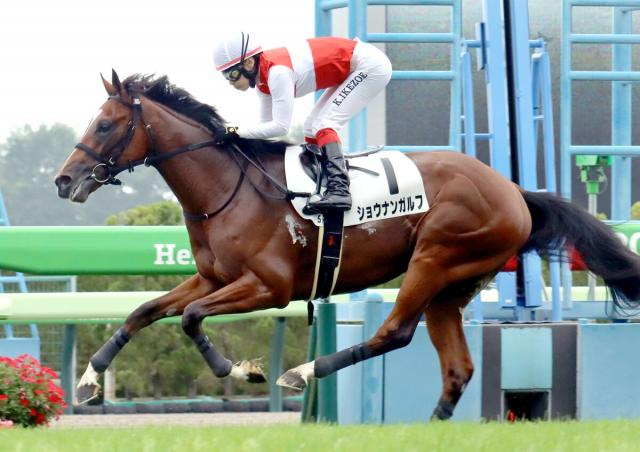 【注目馬動向】函館で圧勝のショウナンガルフは札幌2歳Sへ　須貝厩舎はソダシなど過去4勝挙げる「出世レース」